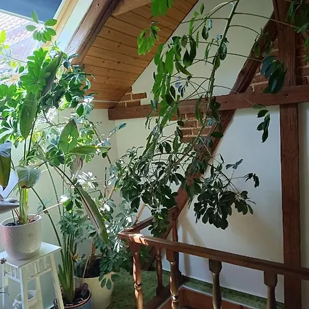 Haus Luise 公寓